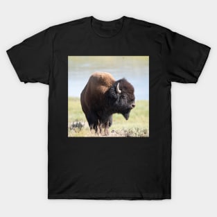 Buffalo 02 Color T-Shirt